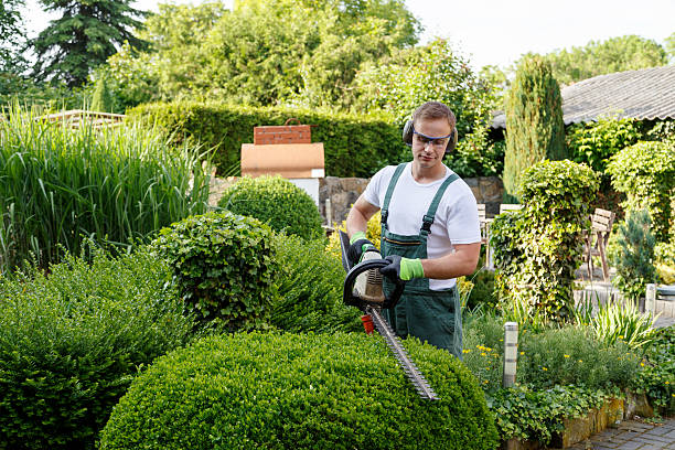 Best Lawn Mowing  in Manassas, VA